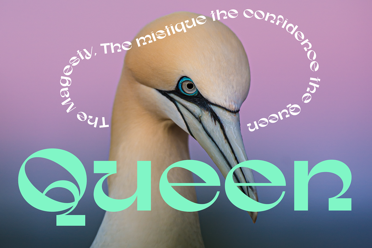 Gunter Display Font, a Sans Serif Font by That That Creative (Photo 15 of 20)