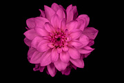 Colorful Dahlia Flower Photo Bundle, a Nature Photo by Silent Nature (Thumbnail 2 of 6)