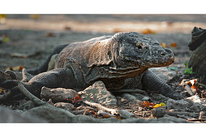 Komodo dragon resting on the ground, an Animal Photo by Goinyk