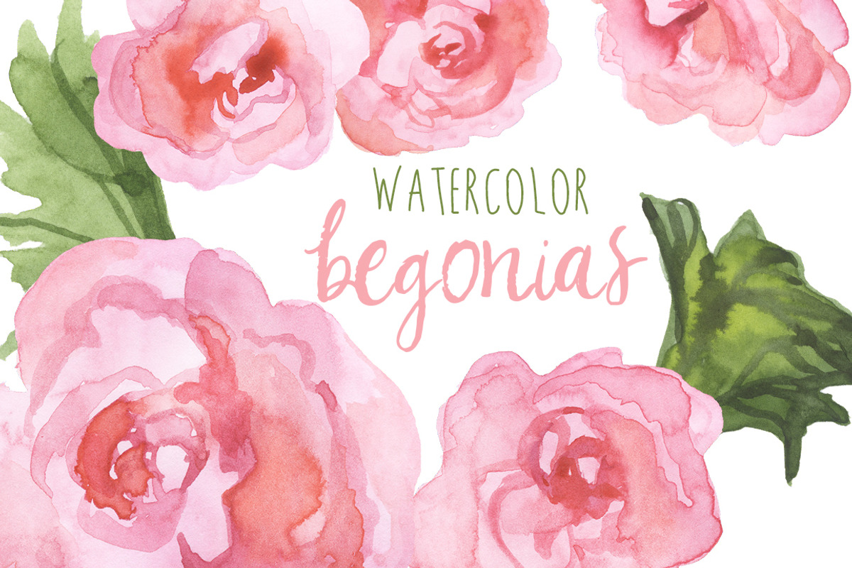 Watercolor Begonias Clip Art, an Illustration by Digital Press Creation