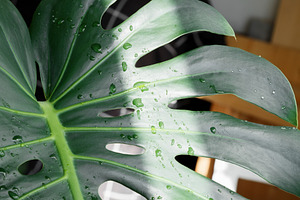 Monstera leaf with water drops and fresh tropical texture. Caring for houseplan, a Photo by matucha