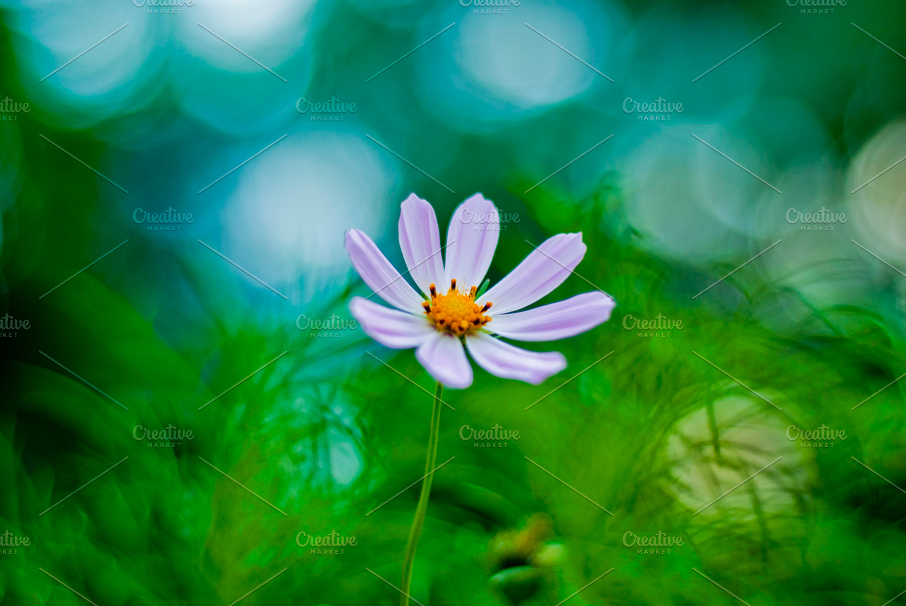 8 petals