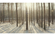 Beautiful Snowy White Forest In, a Nature Photo by Our Amazing World (Thumbnail 1 of 2)