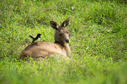 Best friends containing kangaroo, nature, and australia