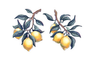 Lemon branch illustration with ripe, a Food Illustration by art PVP - market