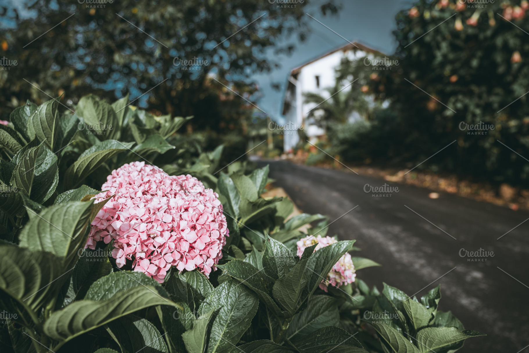 Pink hydrangea by wet rural road, a Wallpaper Photo by SkyNext