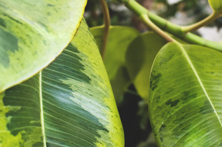 Closeup of ficus elastica leaves, a Nature Photo by rorygez fresh