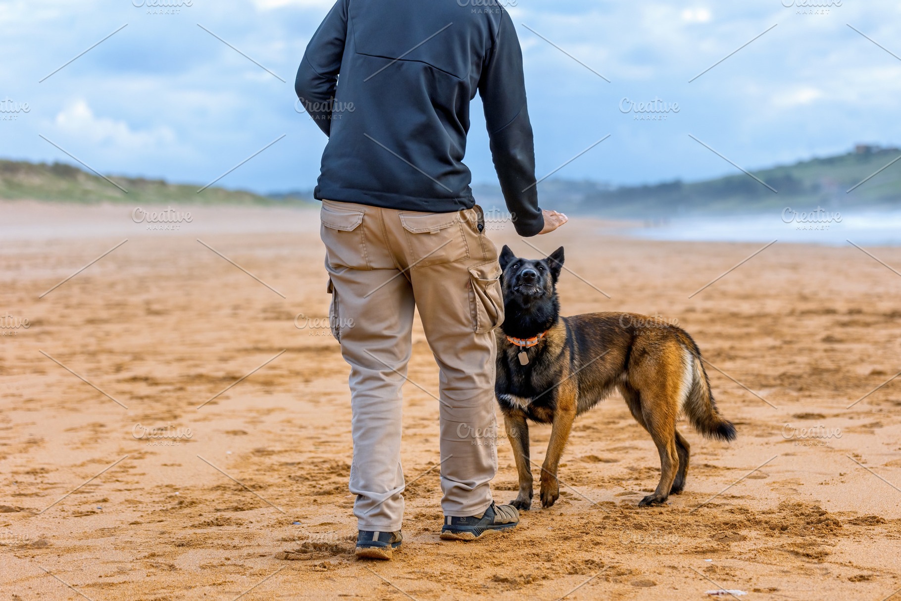 Belgian Malinois training with its h, an Animal Photo by Perpis