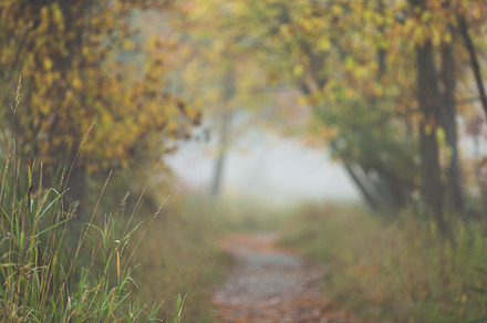 Kaleidoscope Of Fall Colors preview 6