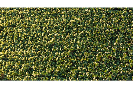Fresh cabbage from farm field, a Nature Photo by MadPhotos