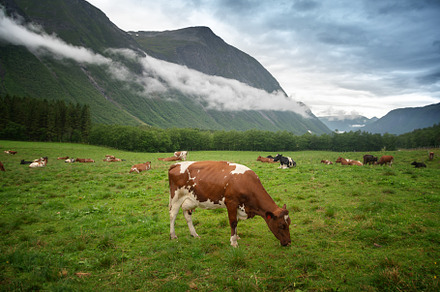 Grazing cows stock photo containing herb and eating, an Animal Photo by Olezzo