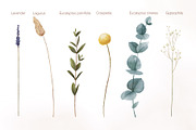 Watercolor dried flowers set, a Decorative Illustration by Maria Summer (Thumbnail 2 of 7)