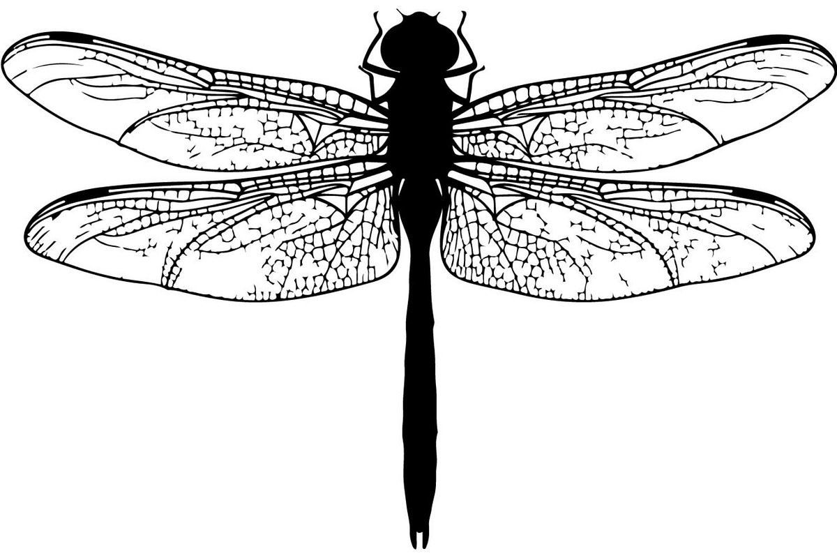 20 Dragonfly Silhouette Mega, an Object Graphic by Designer_Momina (Photo 15 of 19)