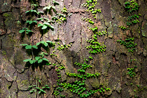 Green Vines As Background Texture, a Nature Photo by THP Creative