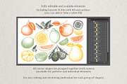 Vector Citrus Fruit Sketch Set, a Food Illustration by Yevheniia (Thumbnail 6 of 6)
