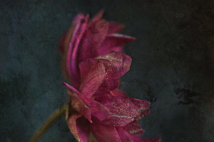 Wildflower I