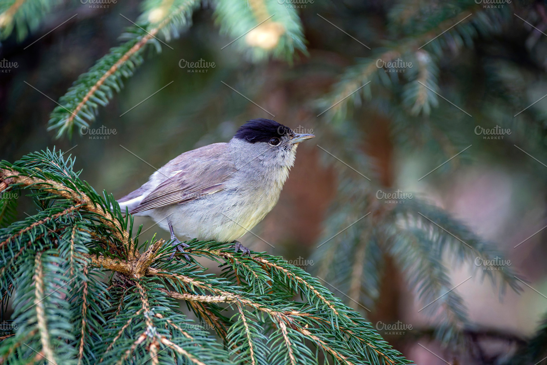 Male blackcap perched on a pine tree., an Animal Photo by CreativePhotoSpain