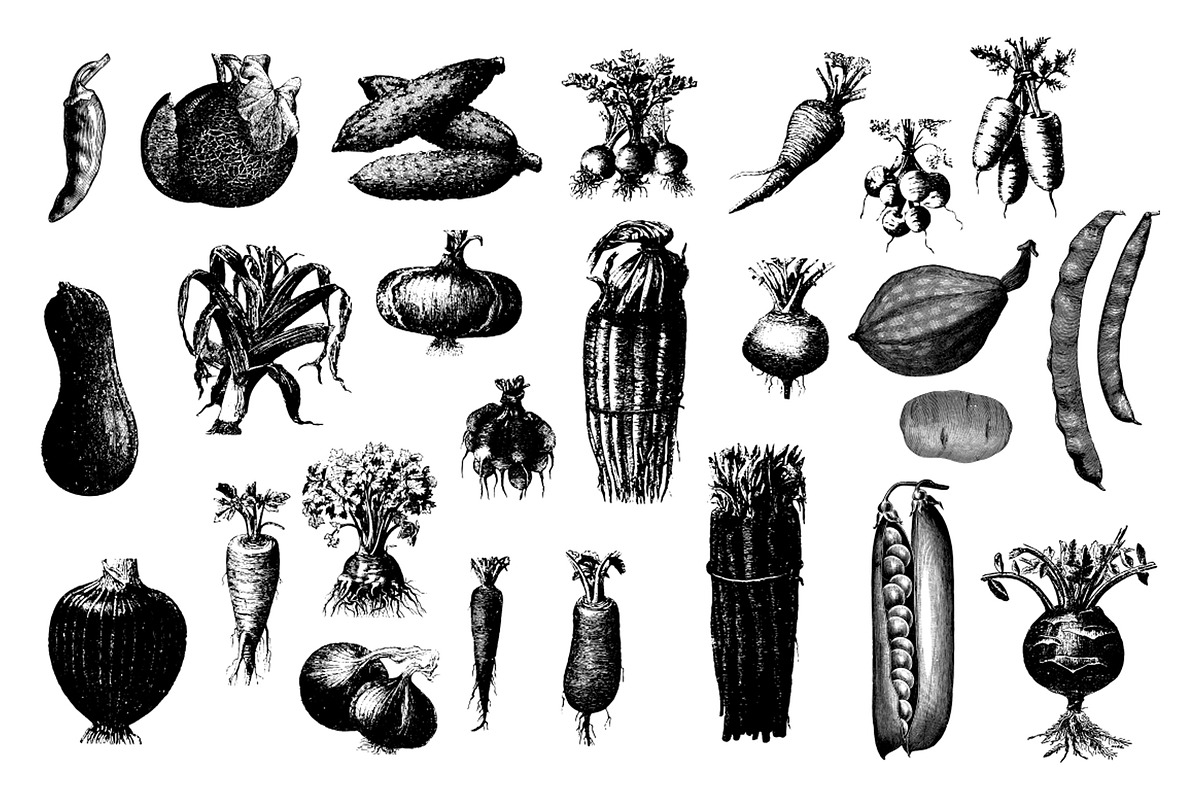 Vegetables Vintage Illustrations, an Illustration by hypegraphic (Photo 3 of 4)