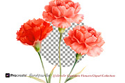 Watercolor Carnation Flowers Clipart, an Object Graphic by crafty (Thumbnail 2 of 7)