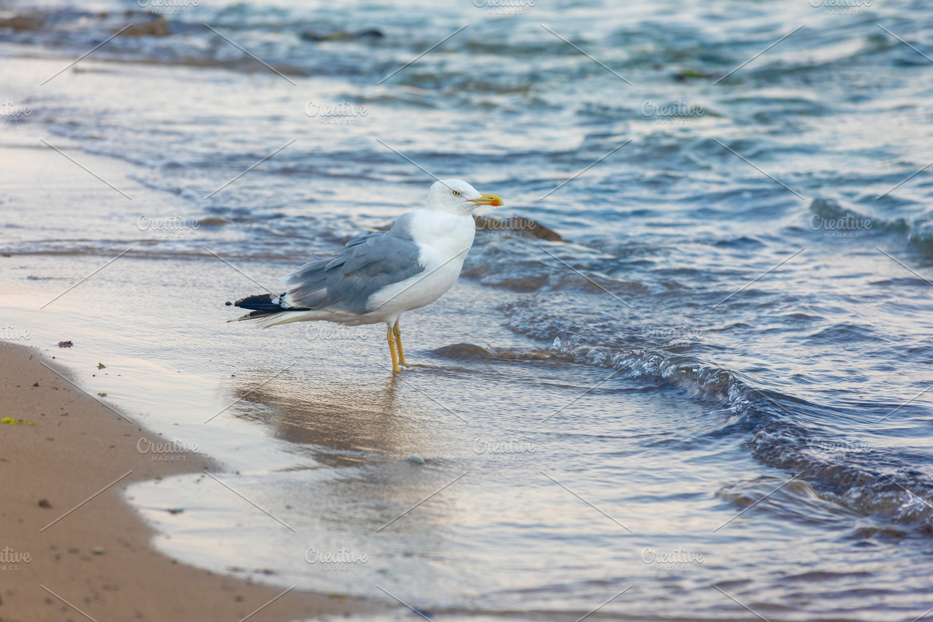 Seagull standing at the water’s edge on a sandy beach with gentle waves, perf, an Animal Photo by Ales Munt