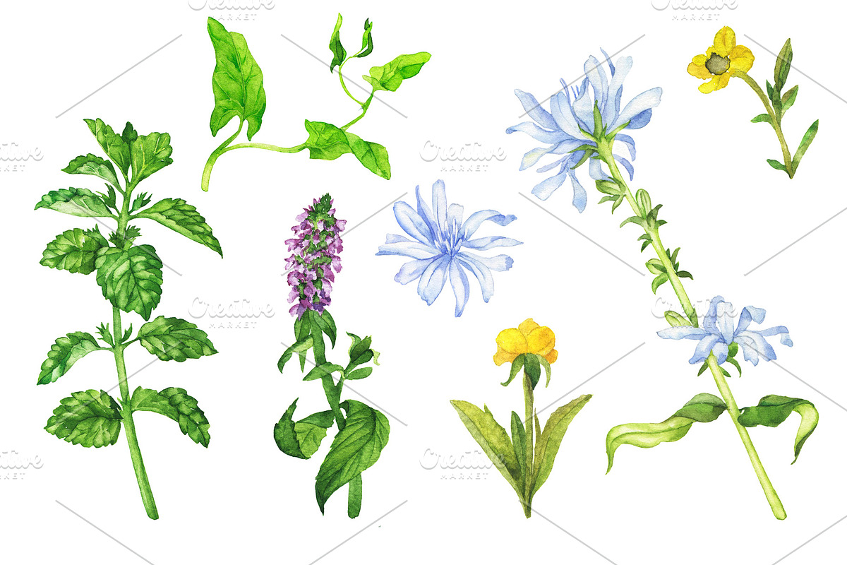 Watercolor floral set, an Illustration by Watercolor & sketches (Photo 5 of 7)