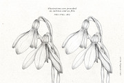 Snowdrop Flowers & Card Templates, an Illustration by Pigment Café (Thumbnail 7 of 8)