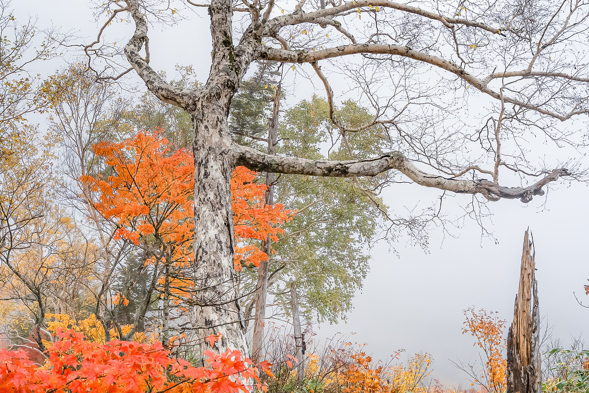 Japan Alpine Autumn & Winter Frost, a Nature Photo by Silent Nature (Photo 5 of 6)