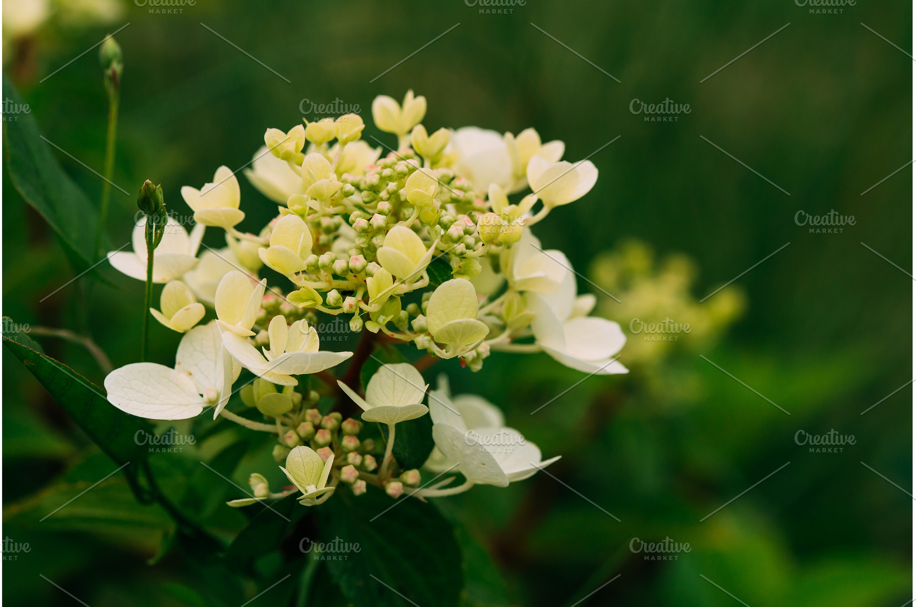 Buds Of Hydrangea Paniculata Siebold, a Nature Photo by Our Amazing ...