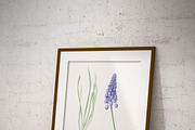 Botanical Muscari Set, an Illustration by Olga Koelsch (Thumbnail 6 of 9)