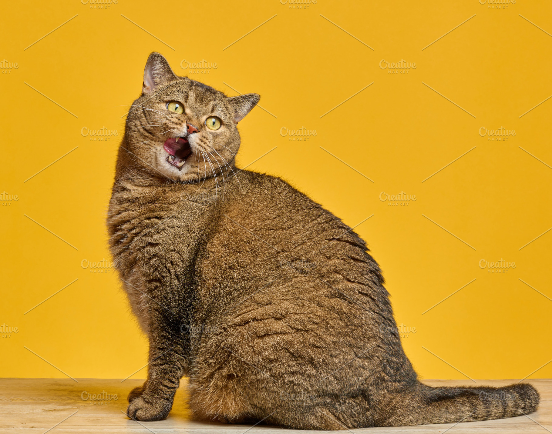 Cat with brown fur licks its lips against a  yellow background., an Animal Photo by ndanko