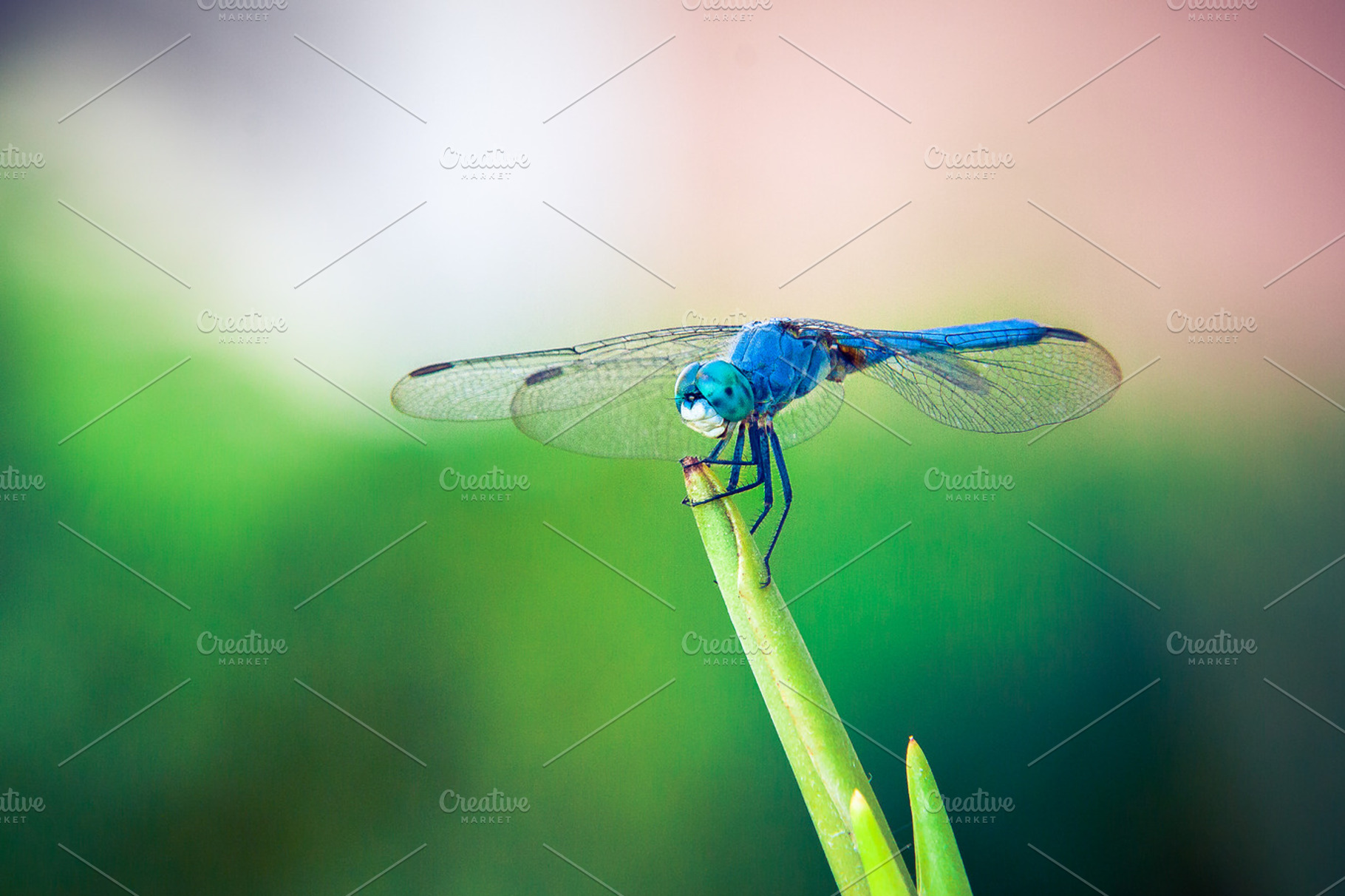 Dragonfly stock photograph