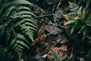 Forest Ground with Ferns and Leaves, a Nature Photo by Virgo Studio
