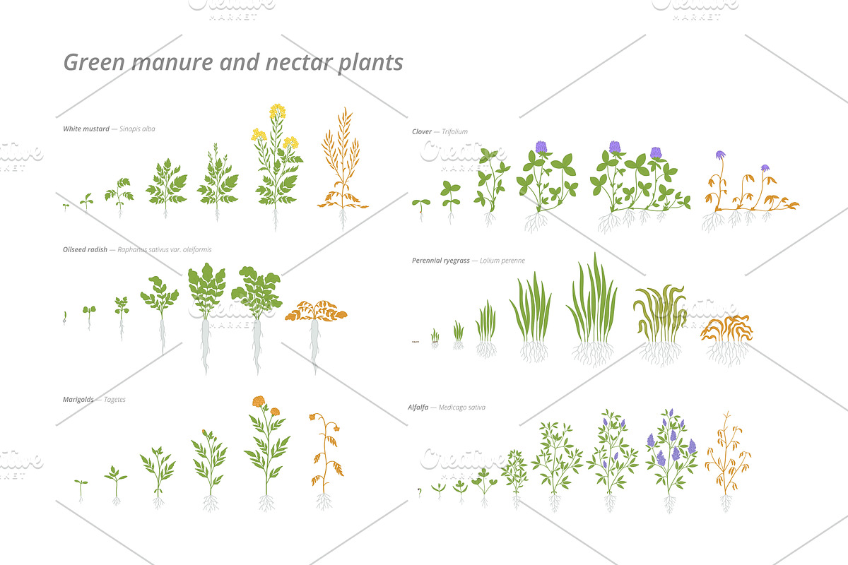 Growth stages of various green, an Object Illustration by Ilia Design