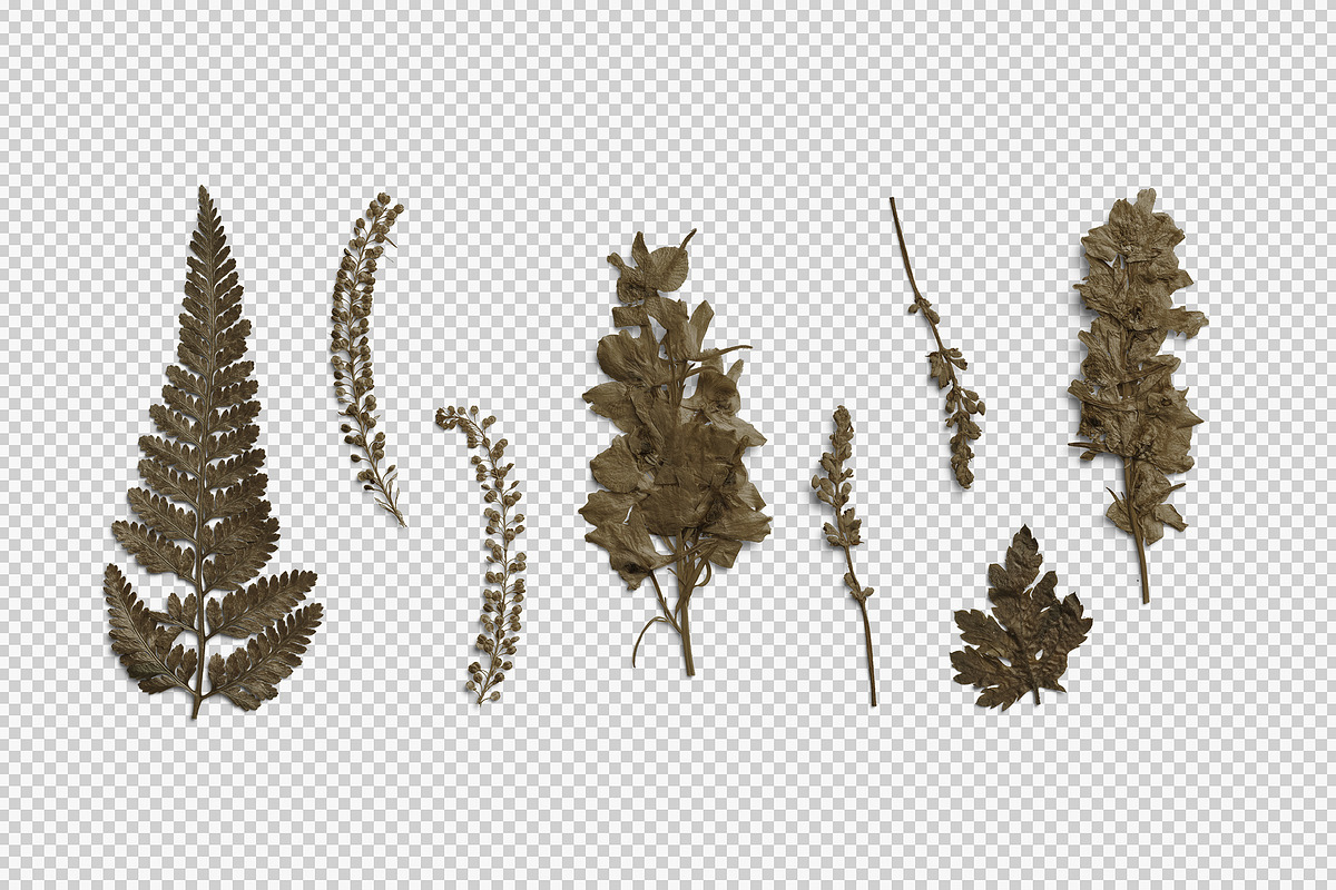 Umber Pressed Botanical PNG, an Object Graphic by Custom Scene (Photo 2 of 8)
