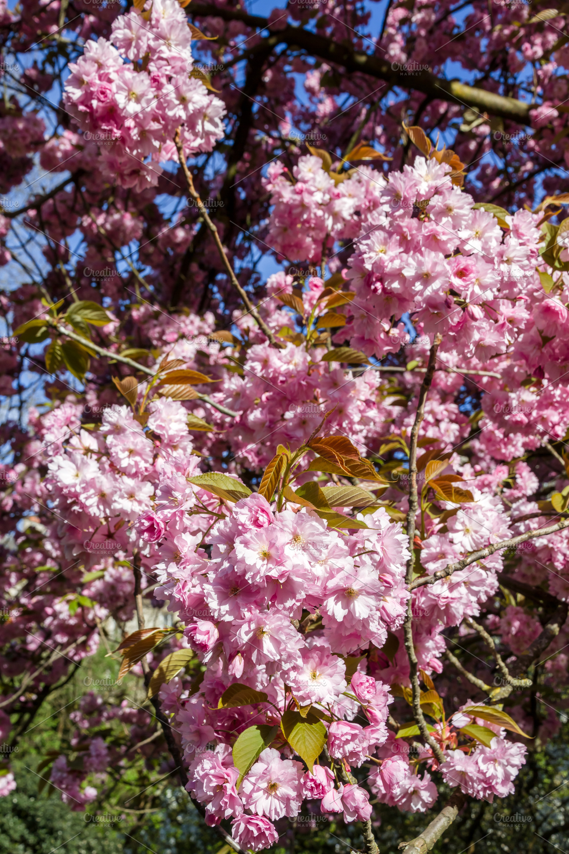 Japanese cherry blossom in spring. Macro view, a Nature Photo by GoodGoods