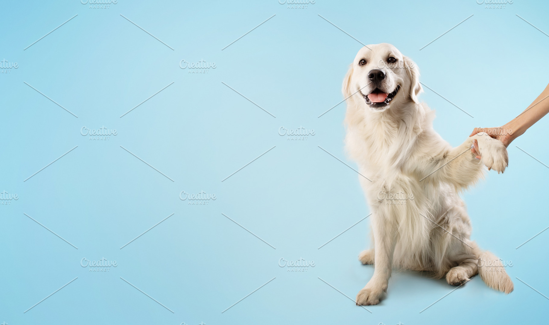 Woman training her smart golden retriever dog to give a paw, pet sitting on blu, a Photo by Prostock-Studio