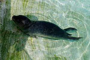 Seal swimming in clear water at a Reykjavik wildlife habitat in Iceland, a Photo by AS photostudio