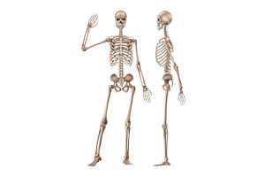 Human skeleton in front and, an Illustration by Things for designers