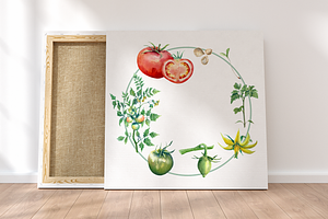 Watercolor Tomato Life Cycle Set