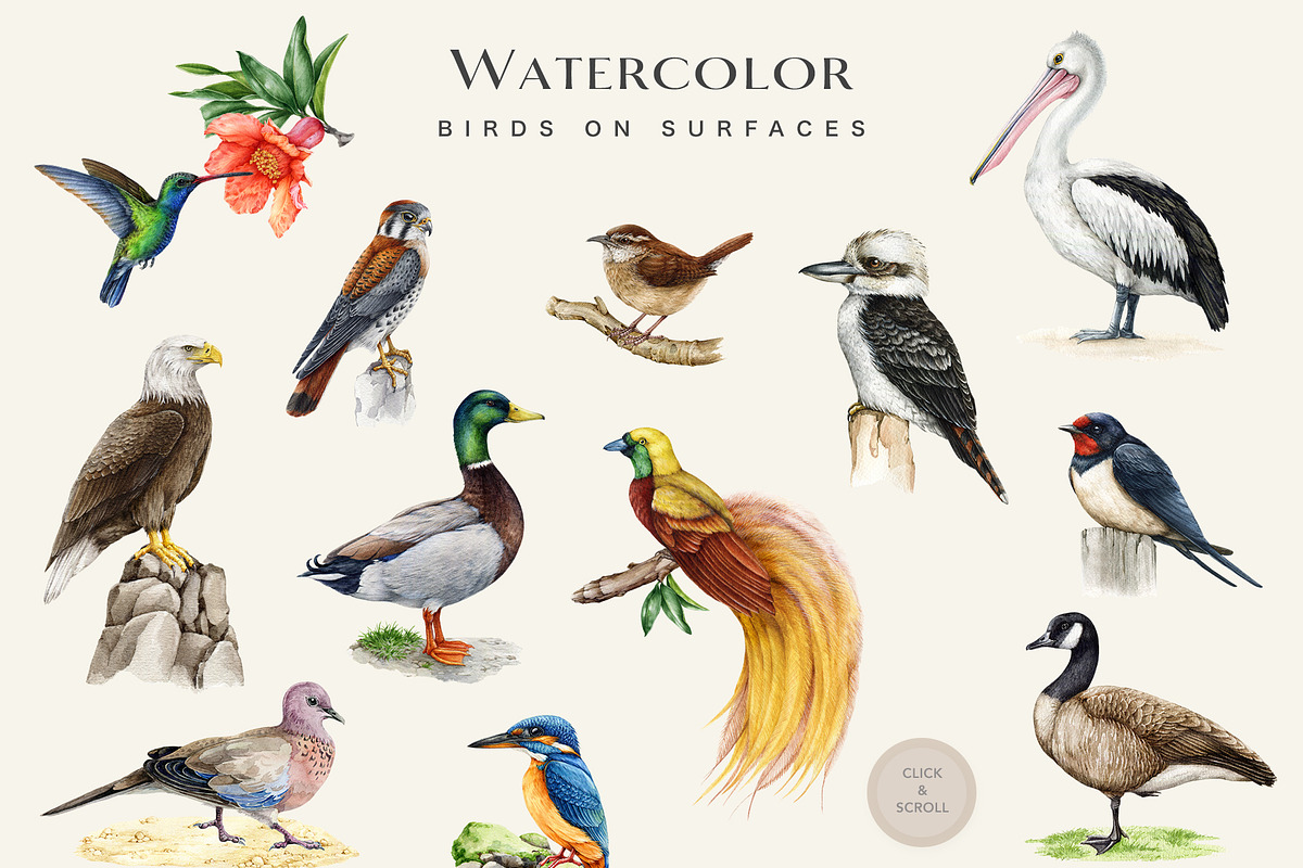 Birds Watercolor Painted Set, an Animal Illustration by AnitaPol (Photo 9 of 18)