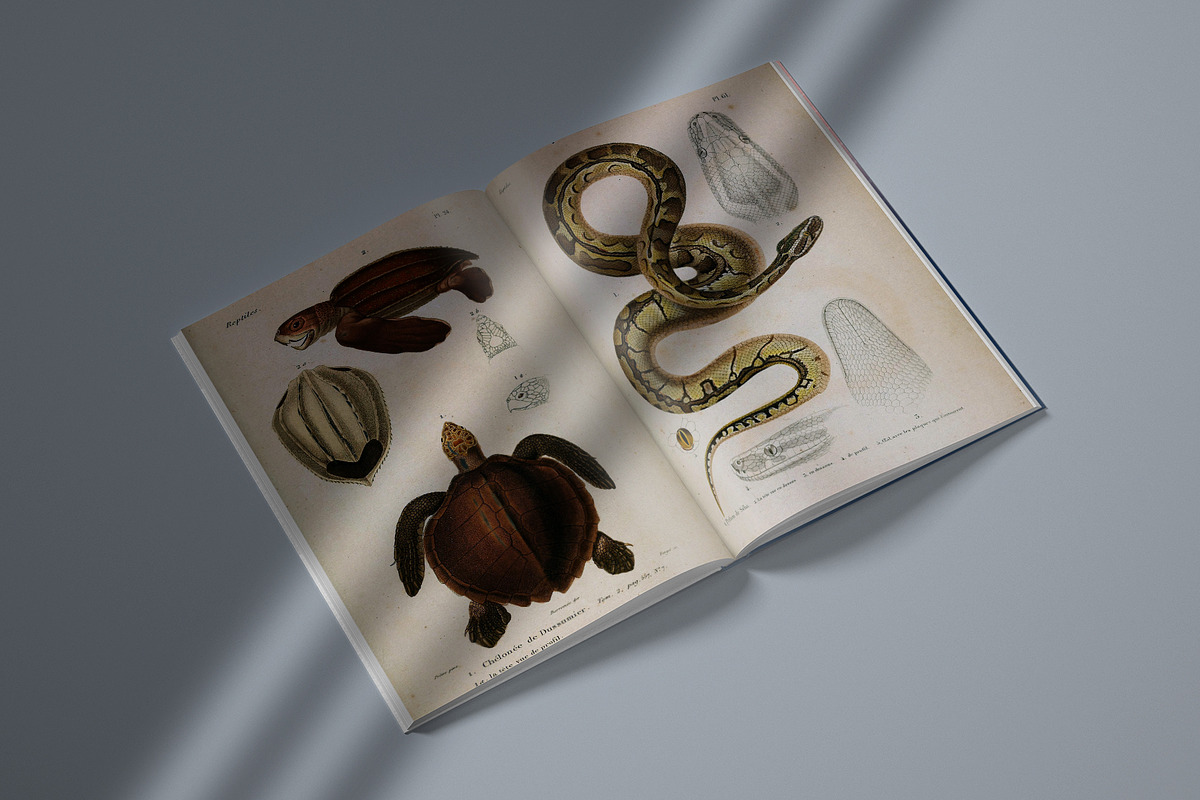 Complete Natural History of Reptiles, an Animal Illustration by Dene Studios (Photo 4 of 11)