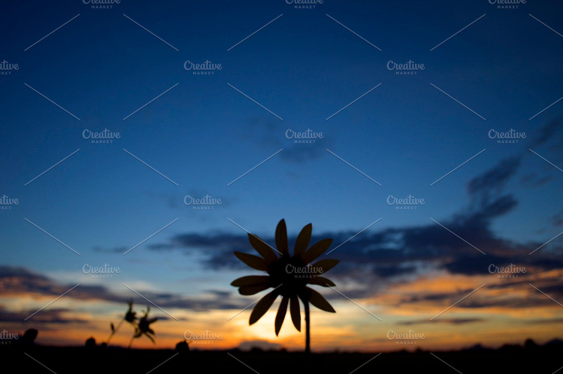 Dusk Daisy Featuring Sunset Daisy And Flower