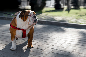 Brown and white English Bulldog standing on a paved path wearing, an Animal Photo by Ales Munt
