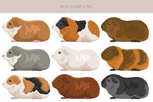 Rex Guinea Pig