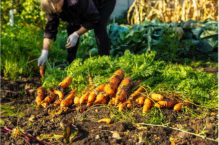 Carrot harvest in the garden, a Food & Drink Photo by yanadjana
