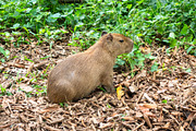 Capybara in Cuyabeno Reserve, Ecuadorian Amazon, an Animal Photo by GoodGoods (Thumbnail 2 of 2)