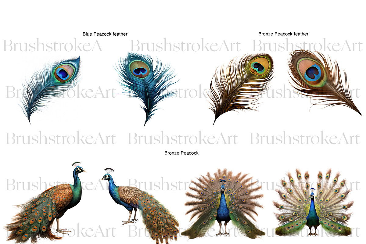 Peacock Clipart, Peacock Feather PNG, an Animal Illustration by BrushstrokeArtGB (Photo 4 of 9)