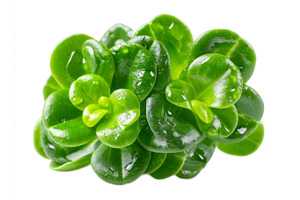 Microgreens in a vibrant green hue, a Food & Drink Photo by ZinetroN