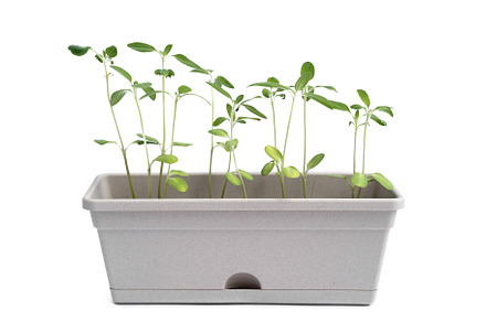 Sunflowers seedling growing in a pot with soil. Plants trees ger, a Photo by Tampatra