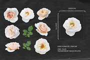 Die-Cut White Roses Photo Pack, a Photo by aniunova (Thumbnail 2 of 2)